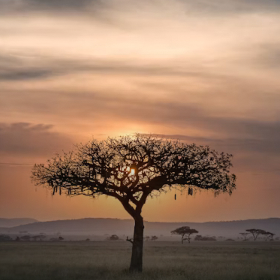East African savanna landscape
